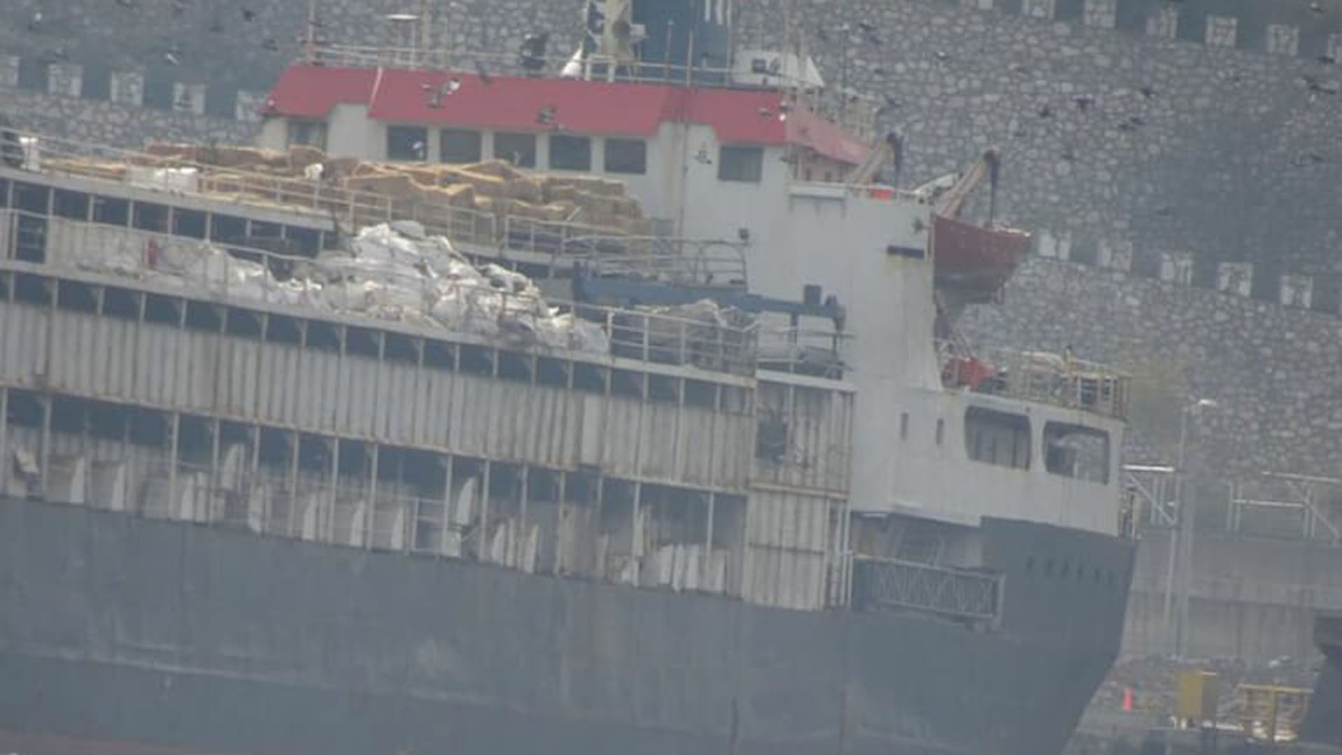 El buque con casi 3.000 vacas uruguayas que quedaron varadas en Turquía fue redireccionado a Libia: murieron 40