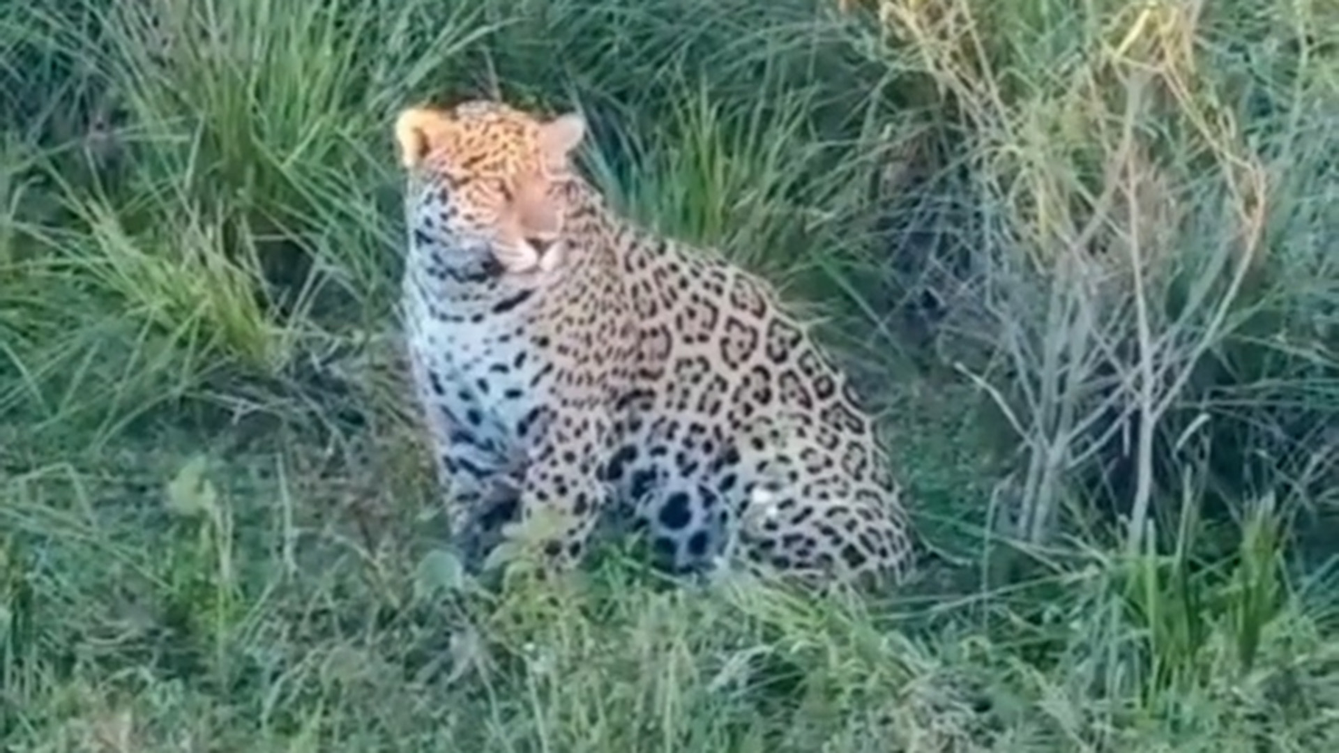 In&eacute;dito momento en Corrientes: dos turistas lograron filmar a Omb&uacute;, un yaguaret&eacute; que habita en la Laguna Iber&aacute;