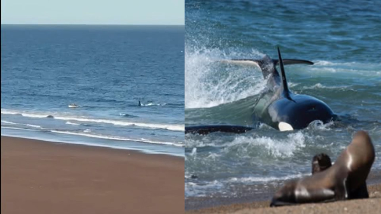 P&aacute;nico en R&iacute;o Negro: una orca confundi&oacute; a un kayakista con un lobo marino y lo persigui&oacute; hasta la orilla