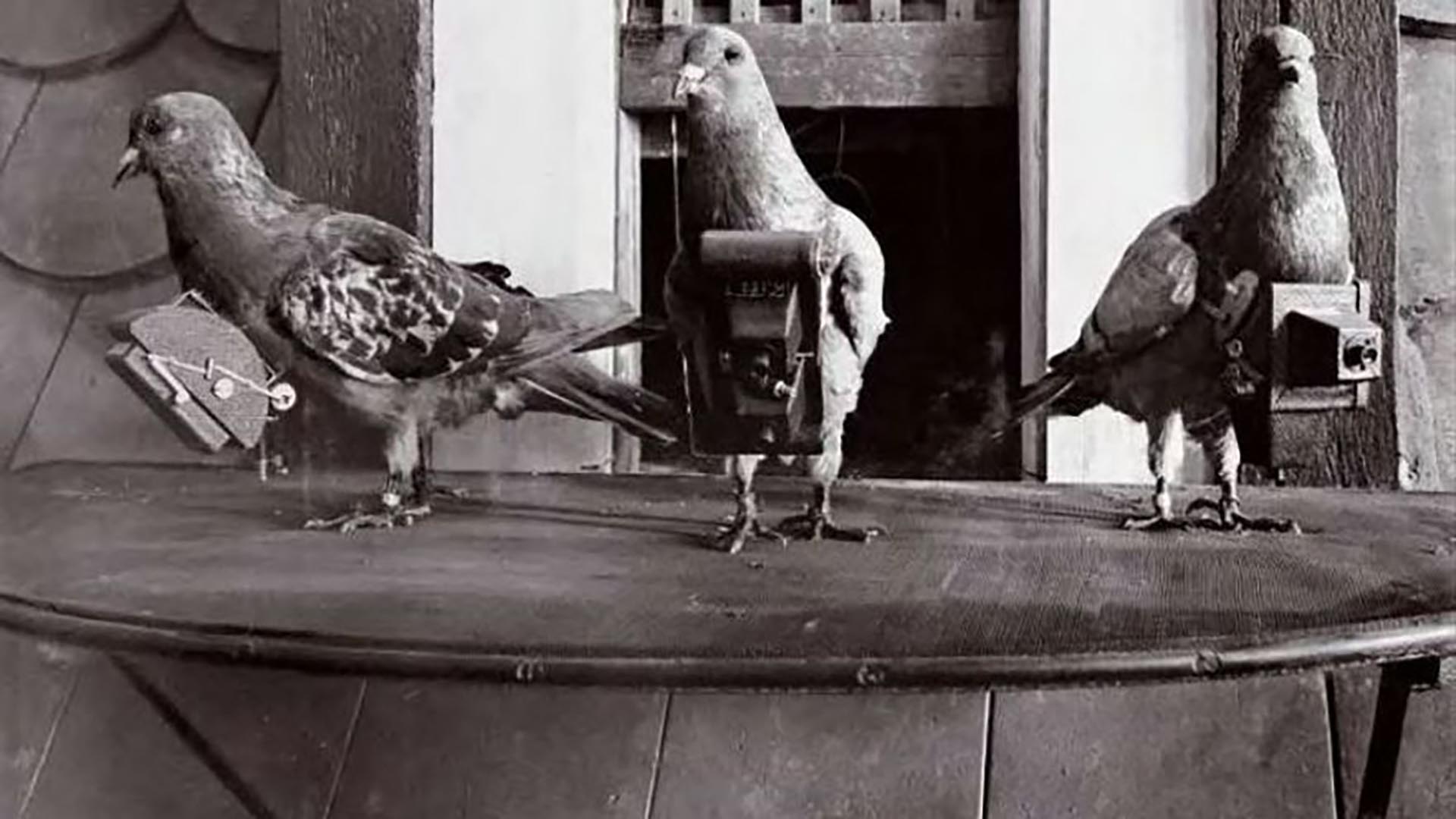 Drones de carne y hueso: las increíbles “palomas espías” que usaron los alemanes en la guerra y la CIA