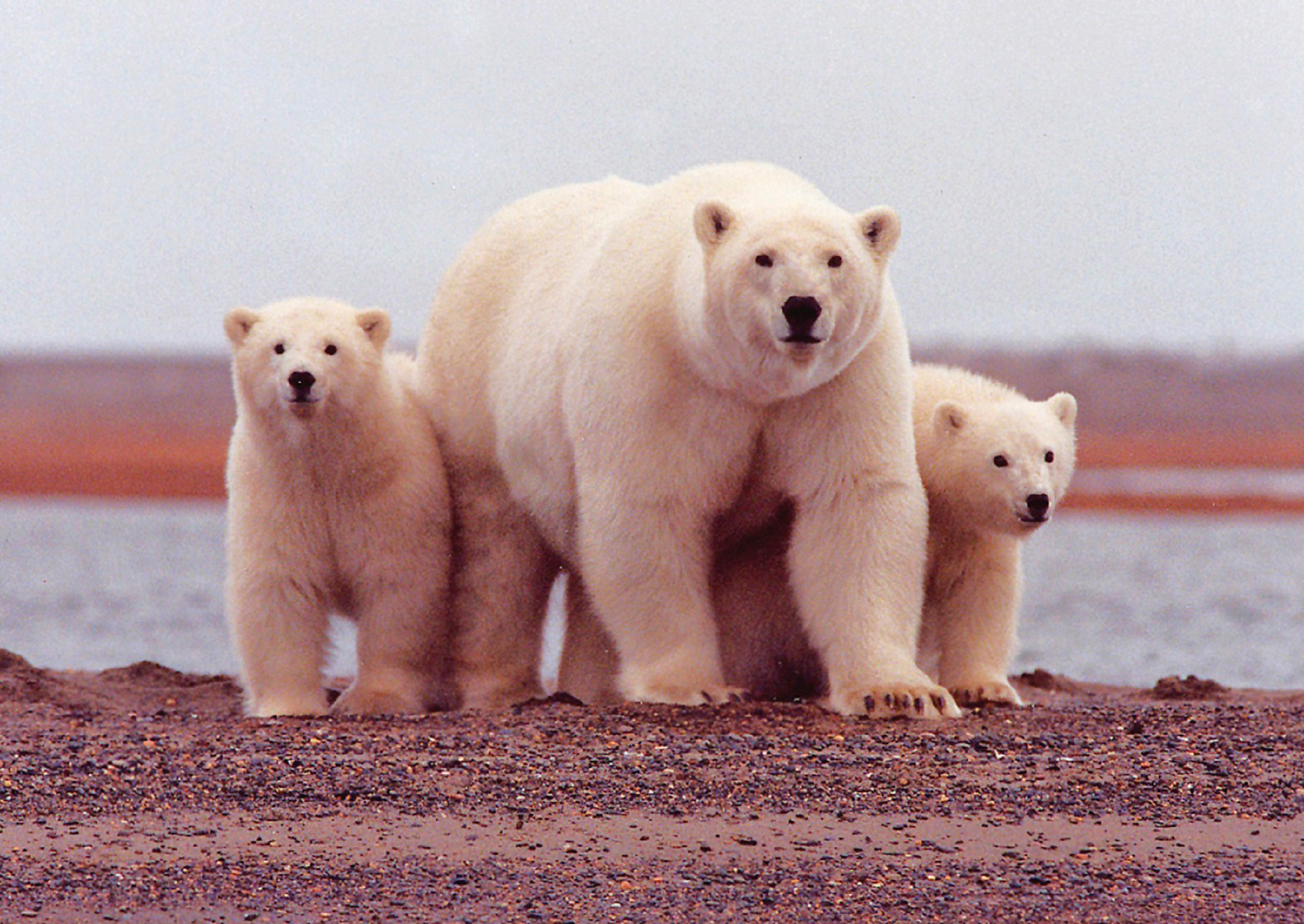 Según Anchorage Daily News, los ataques fatales de osos polares han sido raros en la historia reciente de Alaska. (Pxhere)