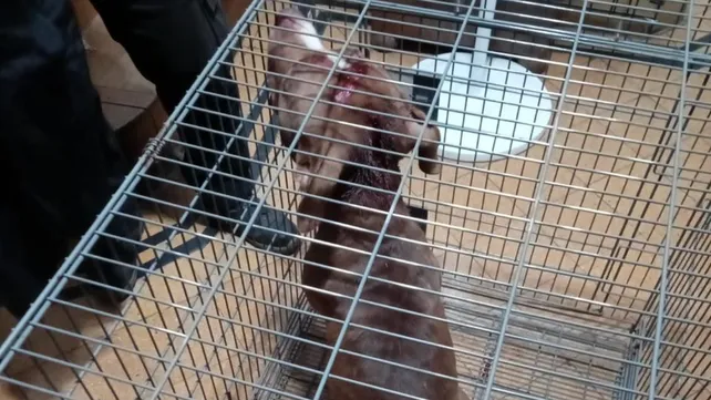 Rosario: un pitbull atac&oacute; brutalmente a una nena y debieron asfixiarlo para que la suelte