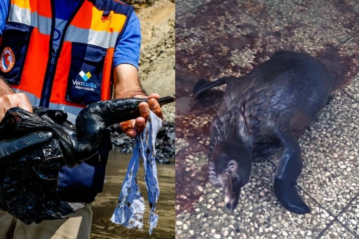 Dos animales de los cientos que han sufrido los estragos del derrame de petróleo el cual corresponde a la empresa Repsol.(Foto:Composición)