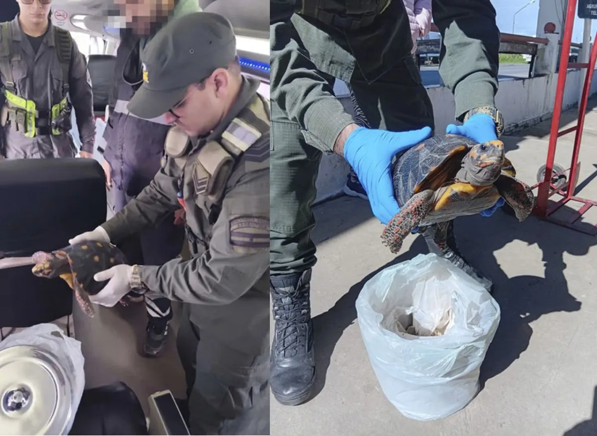 Detuvieron a una mujer en Formosa por trasladar una tortuga en peligro de extinci&oacute;n oculta en una olla de cocina 