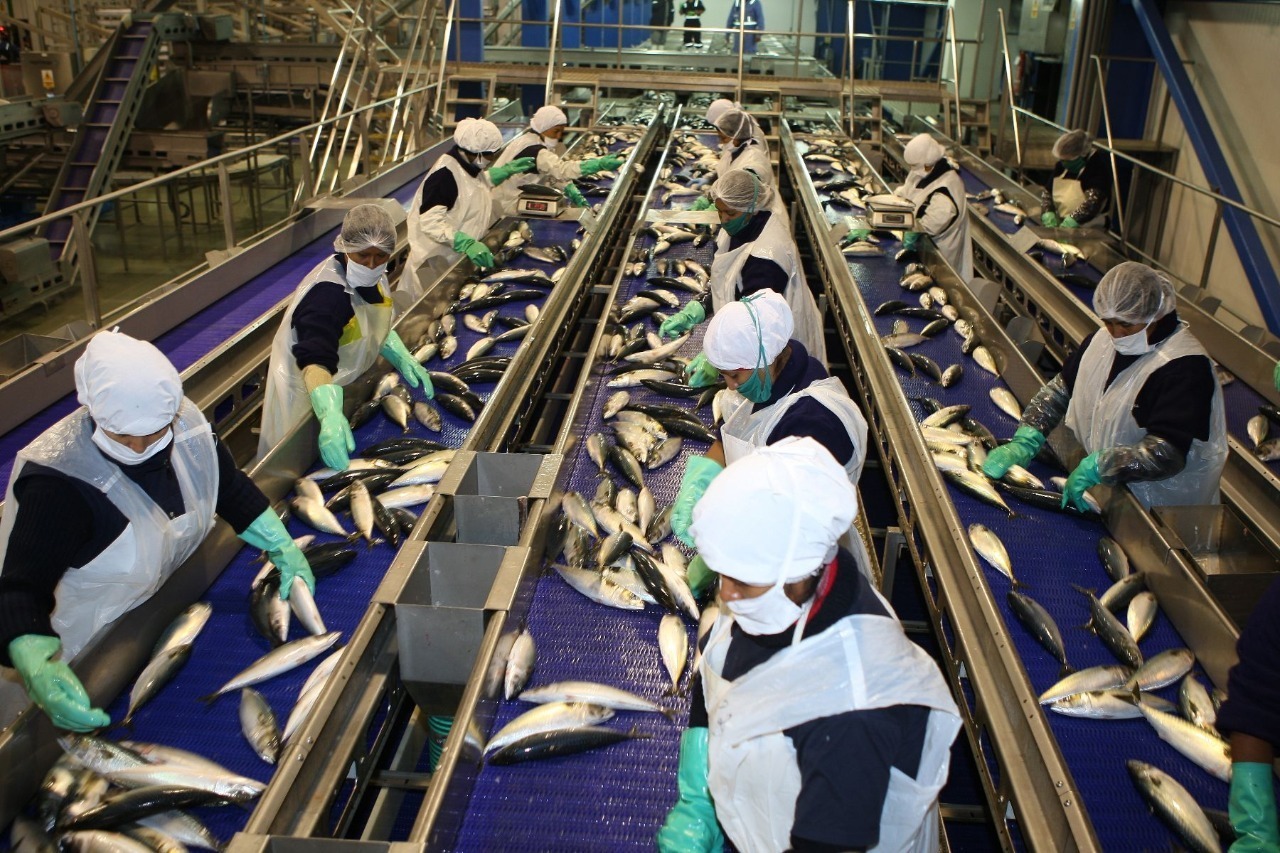 La captura de especies fueron destinadas a la industria de enlatado, congelado y harina de pescado.