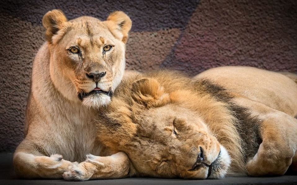 La conmovedora historia de dos leones que permanecieron unidos hasta el día  de su muerte - Infobae
