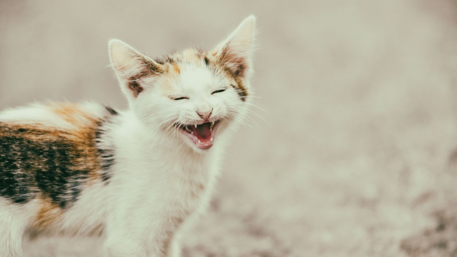 El sonido que emiten los gatos pueden signficar varias cosas, pueden realizarlos para llamar la atención de sus dueños hasta externar molestia (Shutterstock)