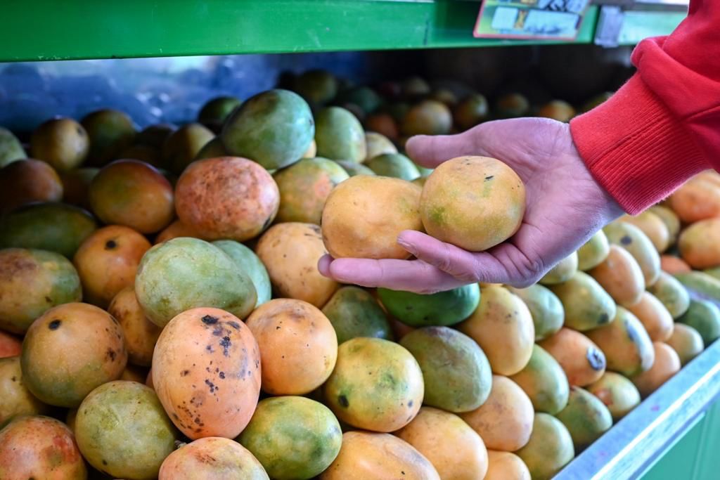 Colombia exporta por primera vez mango de azúcar a los Estados Unidos