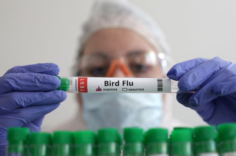 La gripe aviar comenzó con un nuevo brote en 2022 y se expandió en 2023 (REUTERS/Dado Ruvic/Ilustración/Archivo)