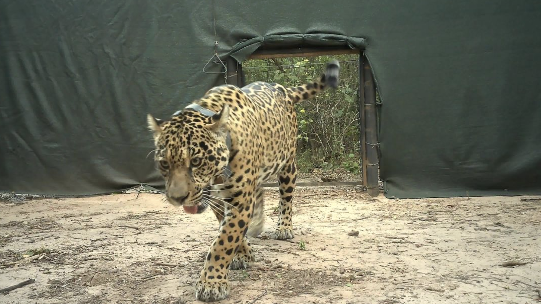 El Gobierno le pagó USD 800 millones al FMI y cayeron las reservas internacionales del Banco Central