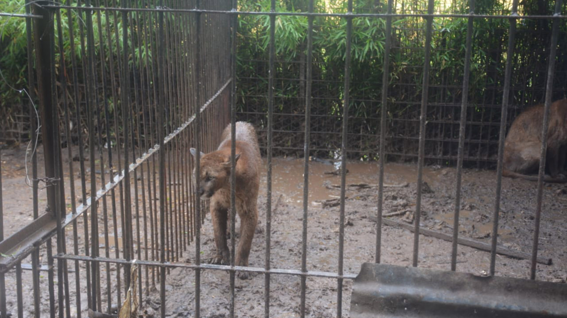 Hallaron en Balcarce más de 300 animales en cautiverio: había tigres,  ciervos, pumas, pavos reales y búfalos - Infobae