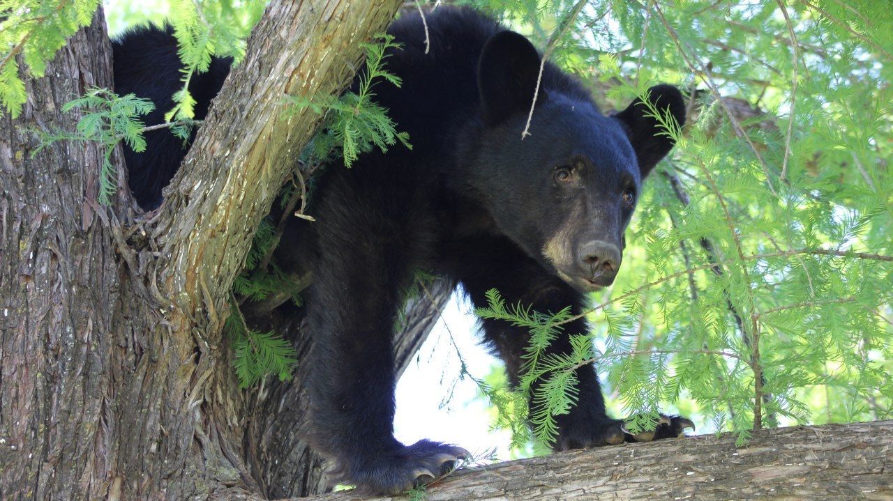 Actualmente el oso negro se encuentra en peligro de extinción (FOTO: CUARTOSCURO.COM)