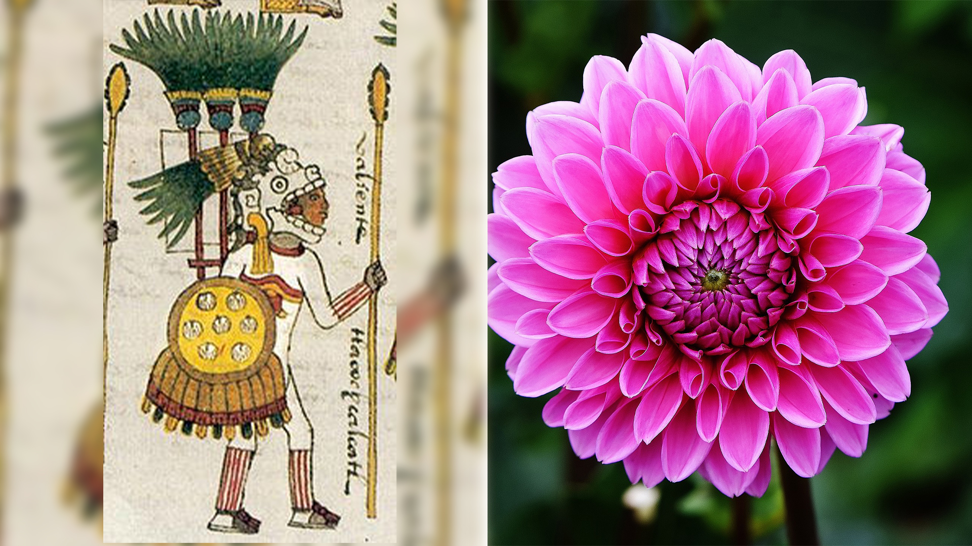 Las flores: un elemento central en los rituales mexicas - Infobae