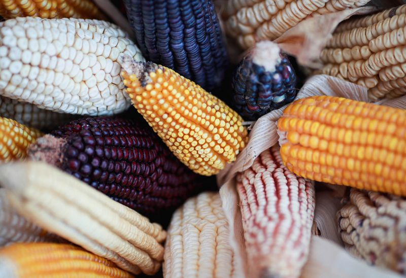 Canadá se sumó a solicitud de consultas contra México por maíz transgénico