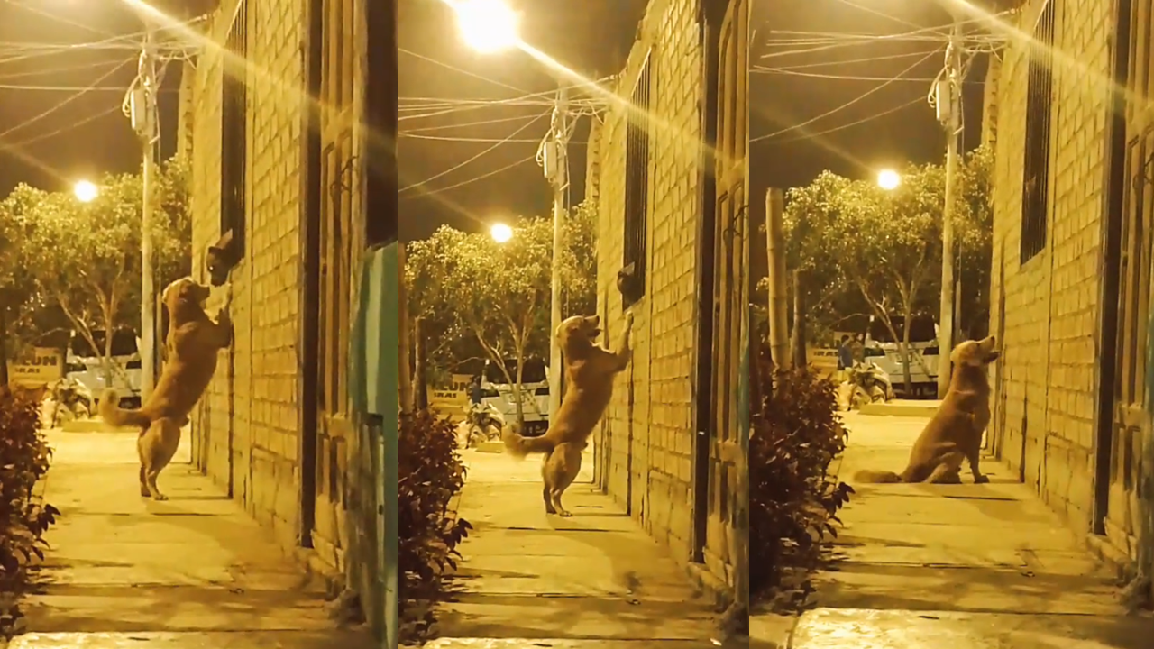 TikTok: the funny scene of a pet trying to play with its owners on a swing  that went viral - Infobae