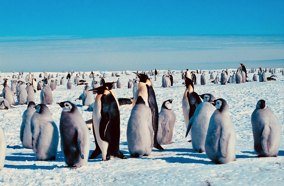 Científicos de todo el mundo advierten que el cambio climático podría poner a uno de sus mayores exponentes, por su tamaño, en peligro de extinción: pingüino emperador