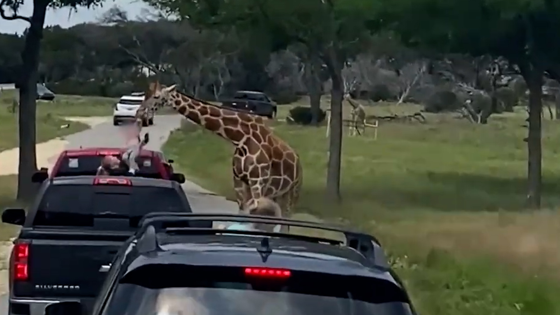 Una jirafa levantó a niña de dos años durante visita a un parque en EEUU