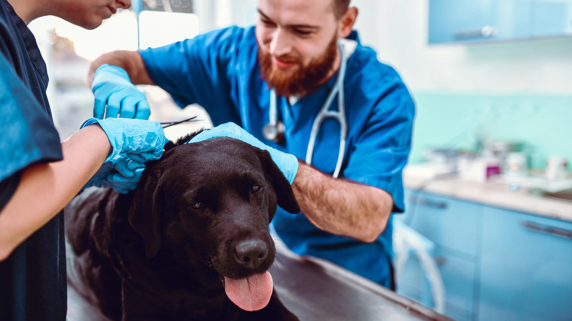Se recomienda hacer la consulta con profesional de la veterinaria para tratar las pulgas en los animales domésticos/Archivo