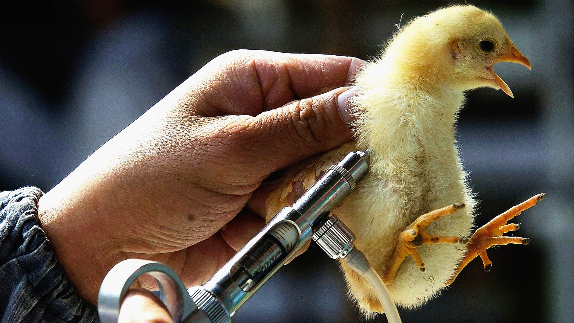 Las autoridades recomendaron que quienes trabajan con aves se vacunen contr ala gripe estacional para reducir el riesgo (Getty)