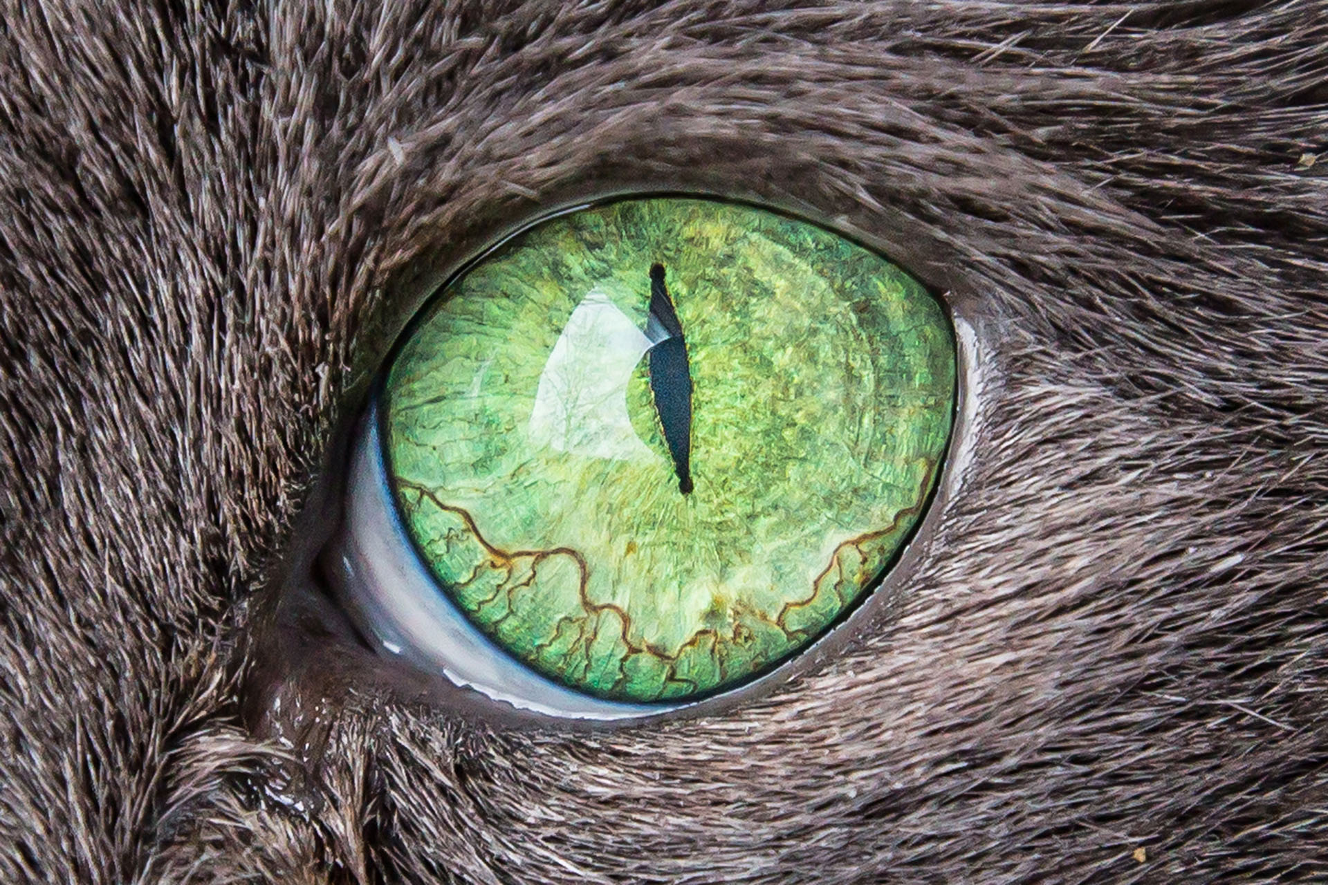 La pupila, el orificio central del globo ocular, será enorme y redonda en las horas de poca luz o en el acecho de la presa / (Getty Images)
