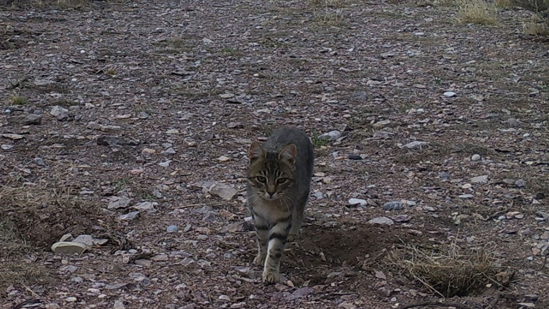 Viaje a la misteriosa “isla de los gatos” de la Patagonia: investigan cómo llegaron al lugar los felinos - Infobae