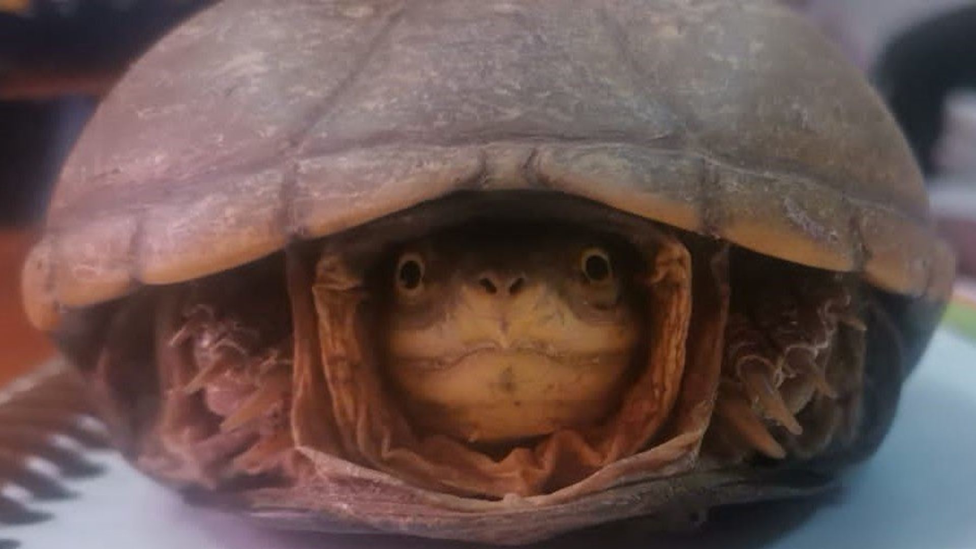 Guardia Nacional rescató tortugas enviadas por paquetería desde Chihuahua 