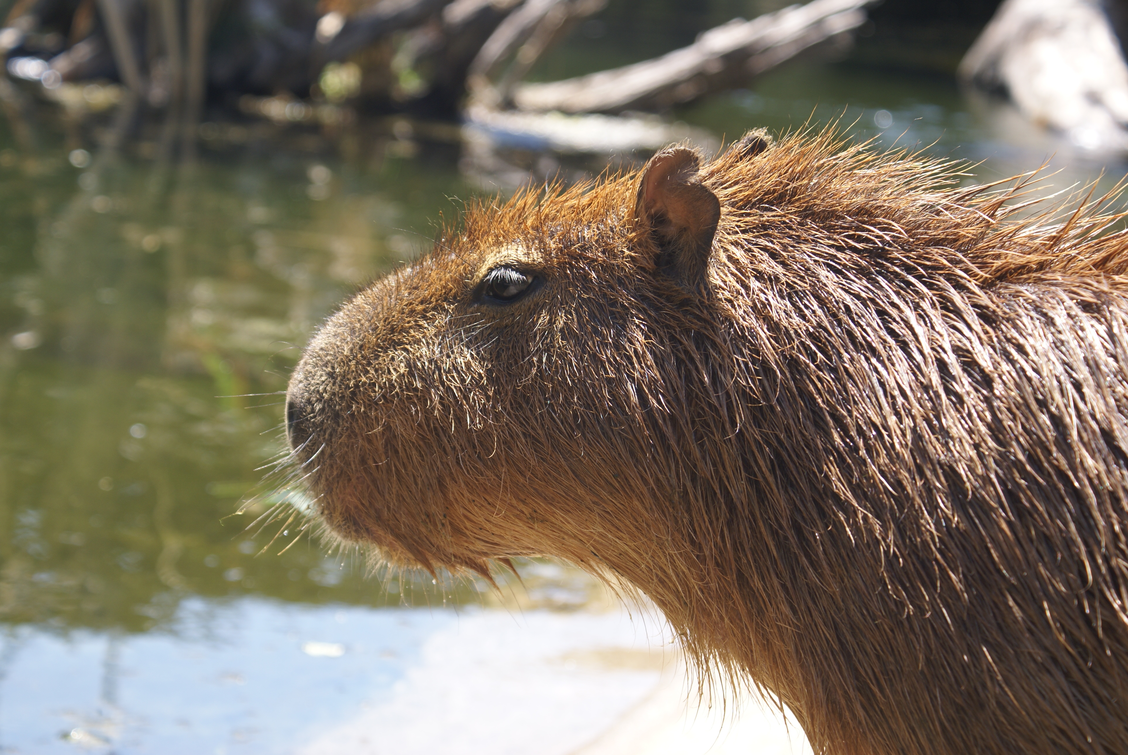 Capybaras are the largest rodents, they live in packs and their diet is herbivorous SONY DSC                     