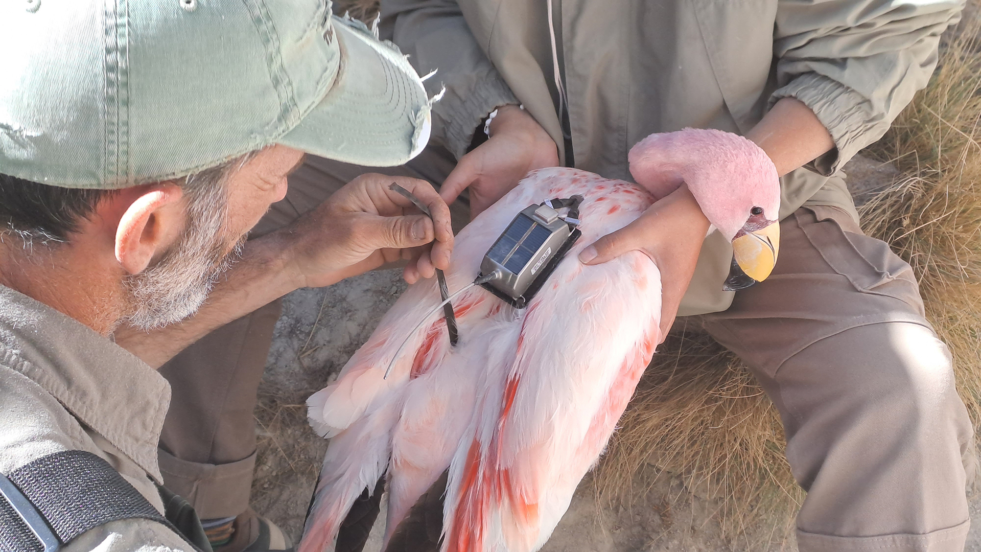El científico de la Universidad Nacional de Salta, Enrique Javier Derlindati, y su equipo está estudiando los efectos del cambio climático sobre los flamencos andinos/E. Derlindati