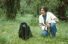 Dian Fossey supo ganarse la confianza de una colonia de gorilas en Ruanda y ganó prestigio a nivel mundial con sus investigaciones (Crédito: eulixe)