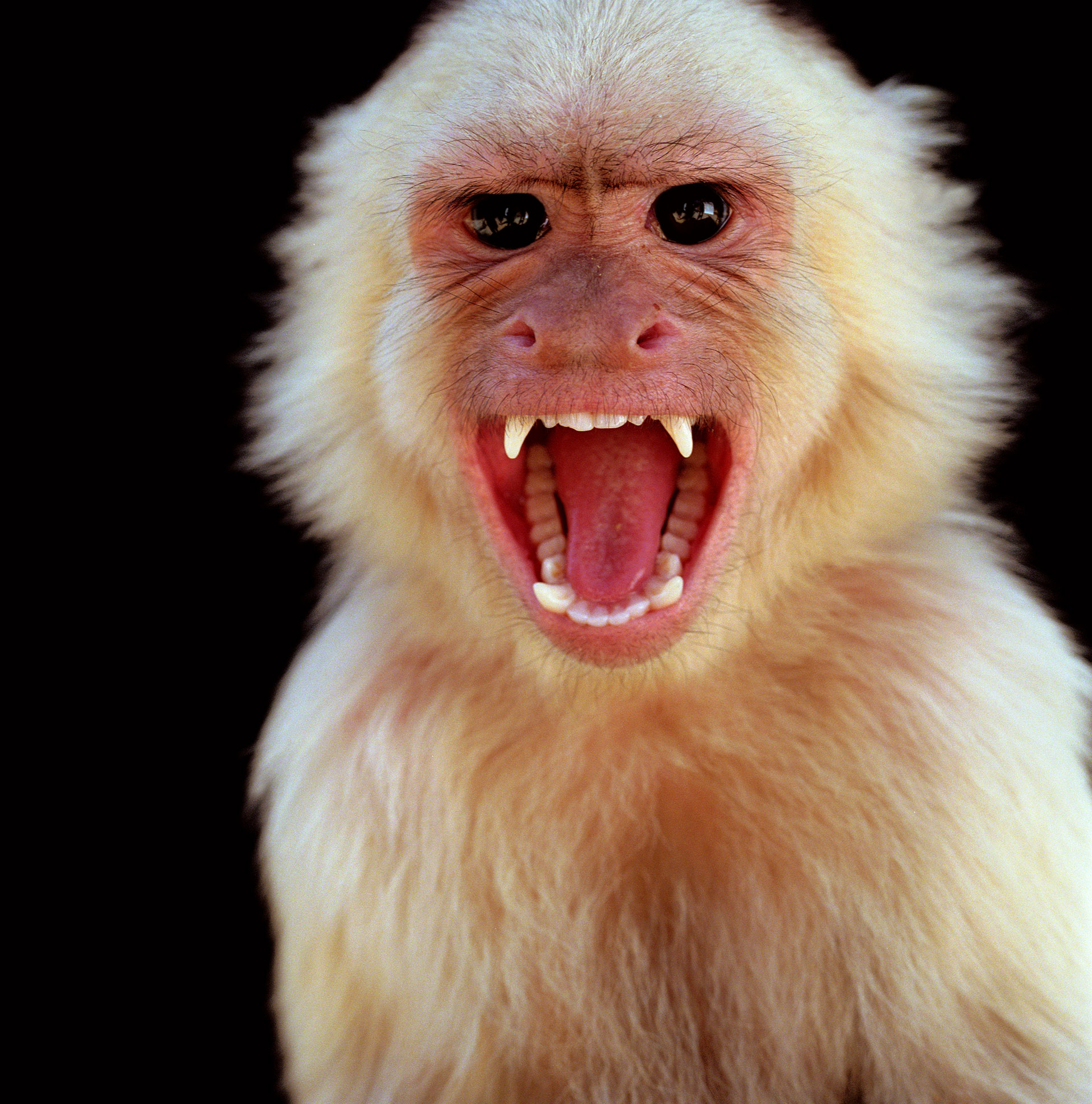 "En general, se produce en los animales, en los primates (monos), pero se cree que el reservorio son peque├▒os roedores como las ardillas, desde las cuales se transmiten al mono y despu├Еs al hombre, ya que se invade mucho el h├Аbitat de estos animales", dijo a Infobae Teijeiro
(Getty Images)