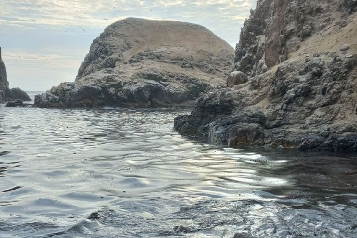 El derrame de petróleo afectó a la fauna marina de las islas en las playas de Ventanilla. | Foto: Twitter @Anibal_P_M