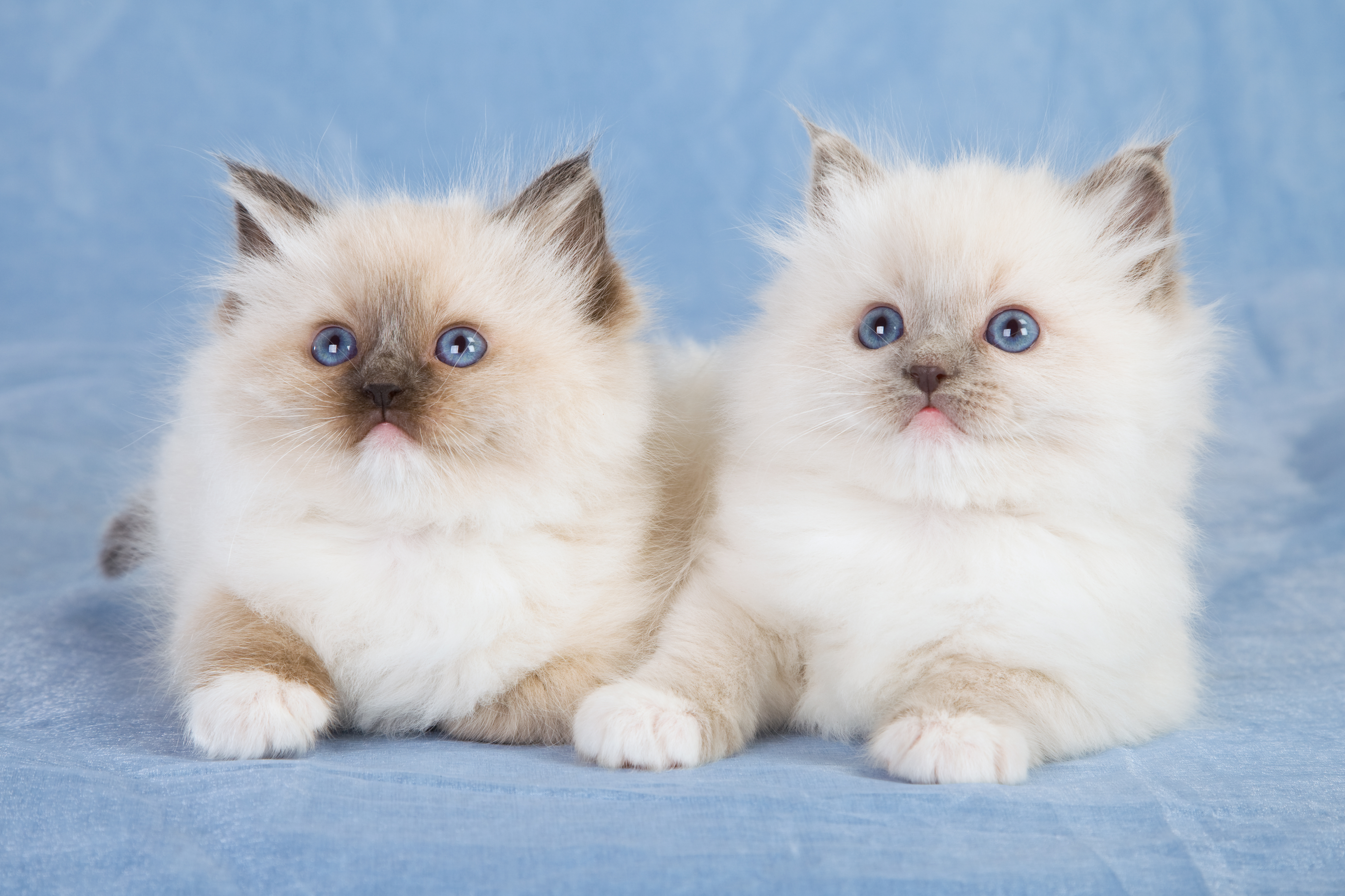 Control parasitario de los felinos domésticos periódicamente para evitar las infecciones (Shutterstock)