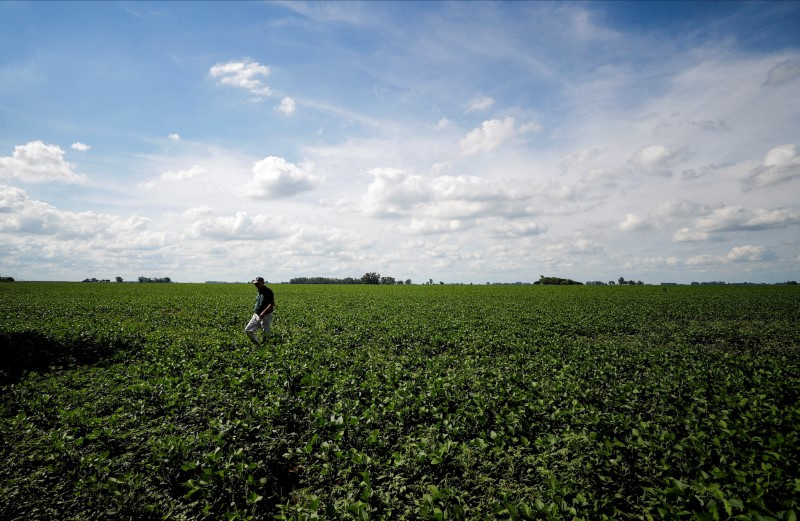 Foto de archivo: un agrónomo camina en una plantación de soja en 25 de mayo, provincia de Buenos Aires, Argentina. 24 ene, 2022. REUTERS/Agustin Marcarian/