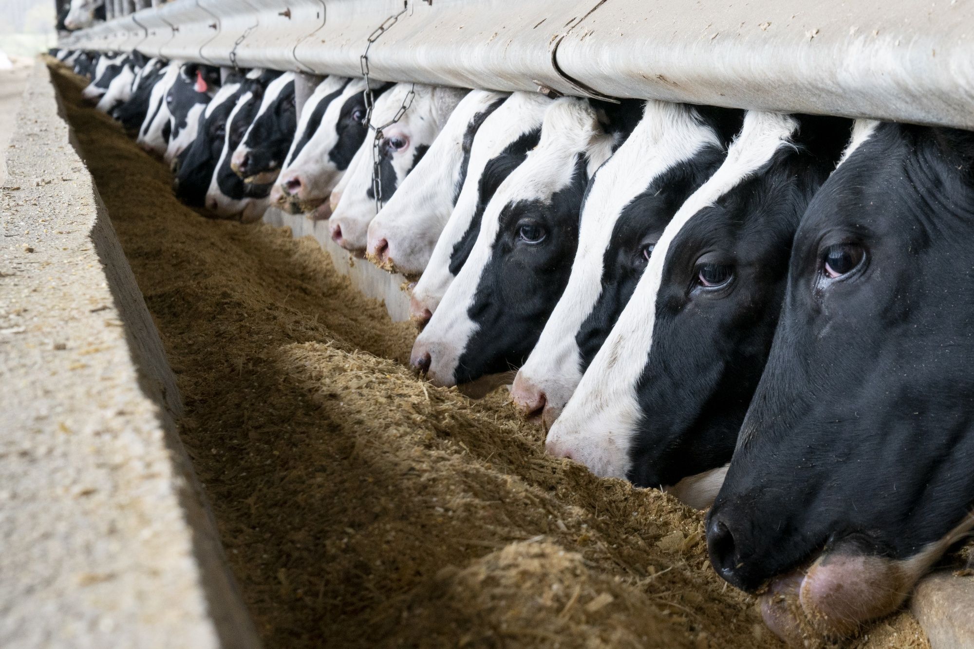Las vacas criadas para la carne son una de las principales fuentes emisoras de metano, un gas de efecto invernadero que ha alcanzado niveles récord (Bloomberg Creative Photos/Bloomberg)