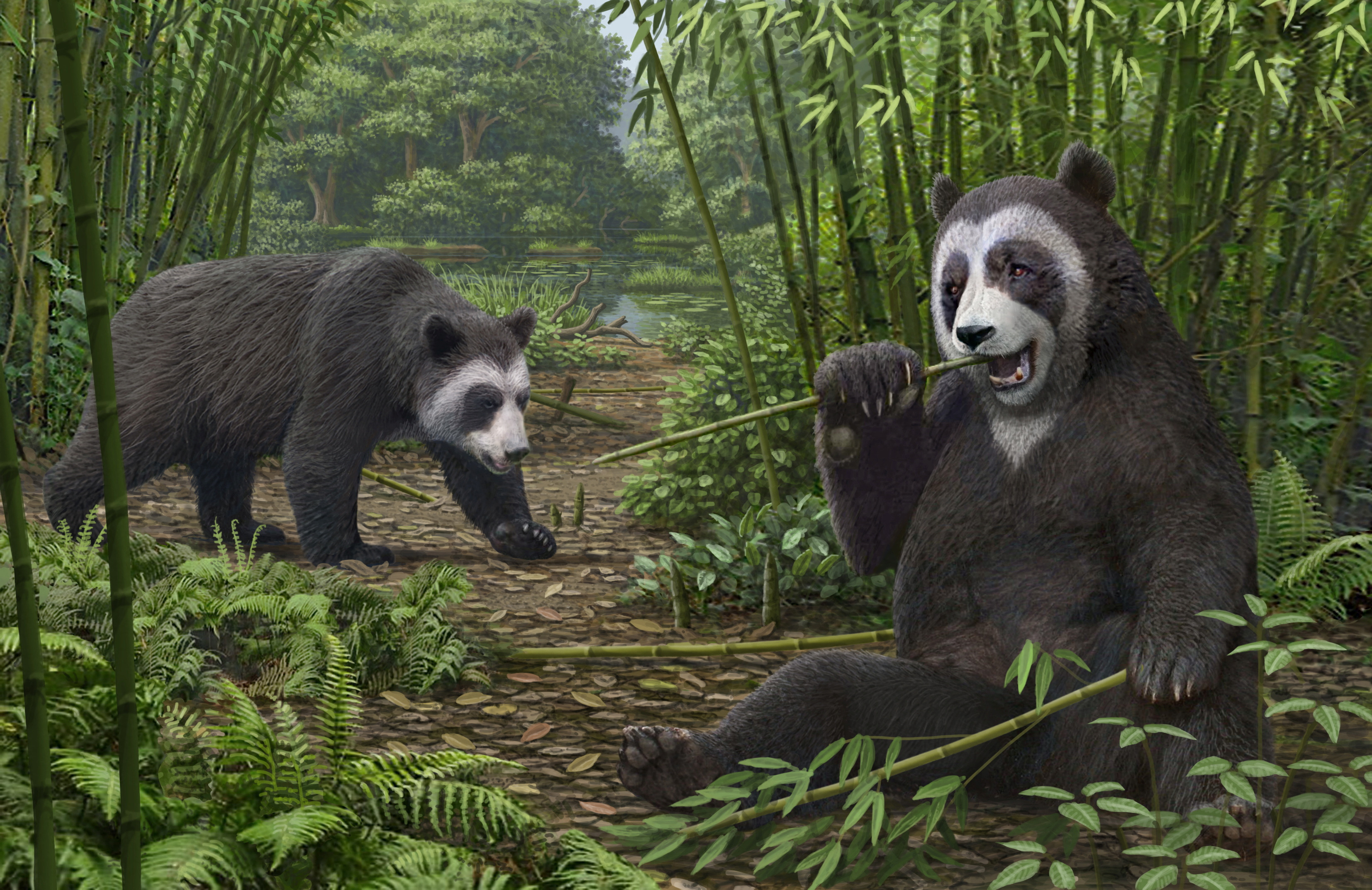 An artist's reconstruction of the extinct panda Ailurarctos that lived about 6 million years ago, with its fossils unearthed near the city of Zhaotong in northern China's Yunnan province, in this undated illustration.  Mauricio Anton/Handout via REUTERS 