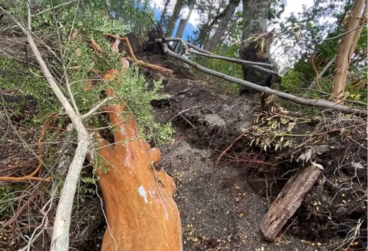 Fijaron una multa millonaria y reforestaci&oacute;n obligatoria por la tala de arrayanes en Villa La Angostura