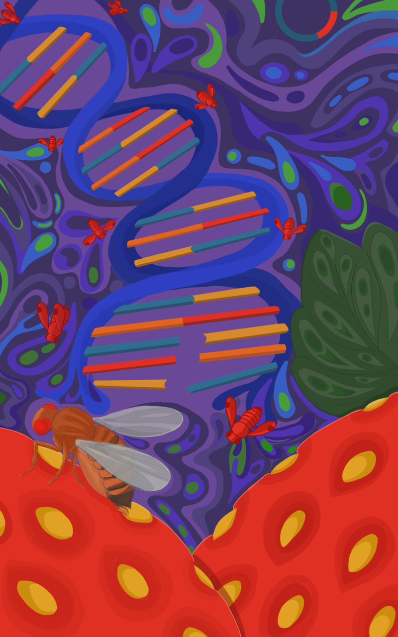 Los biólogos de la Universidad de California en San Diego dirigidos por Anna Buchman y Omar Akbari han desarrollado el primer sistema con la técnica CRISPR para manipular la herencia genética en la plaga de la mosca de la fruta /Stephanie Gamez, UC San Diego