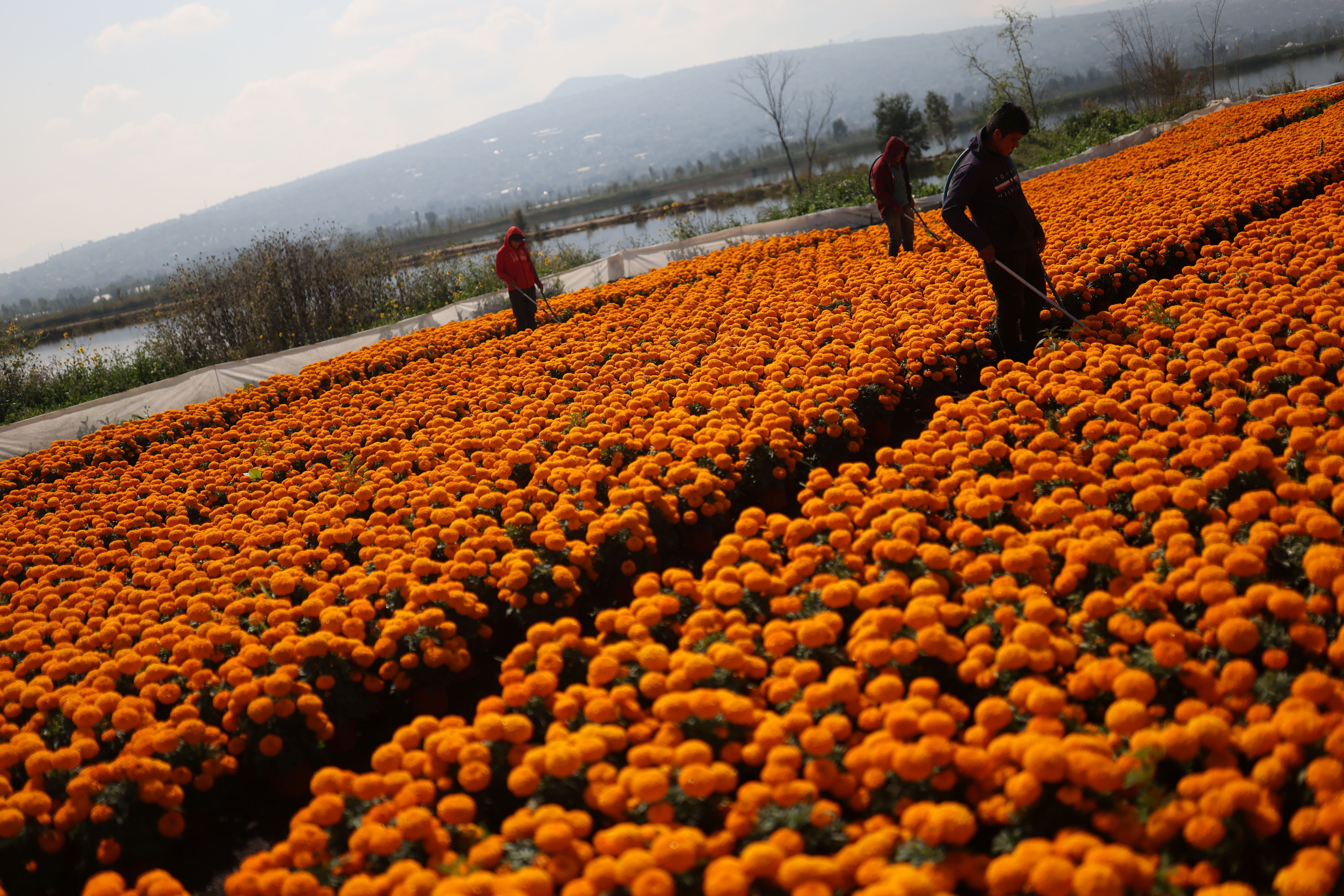 Workers water Cempasuchil Marigolds to be used during Mexico's Day of the Dead celebrations at San Luis Tlaxialtemalco nursery, in Xochimilco on the outskirts of Mexico City, Mexico October 28, 2021. REUTERS/Edgard Garrido