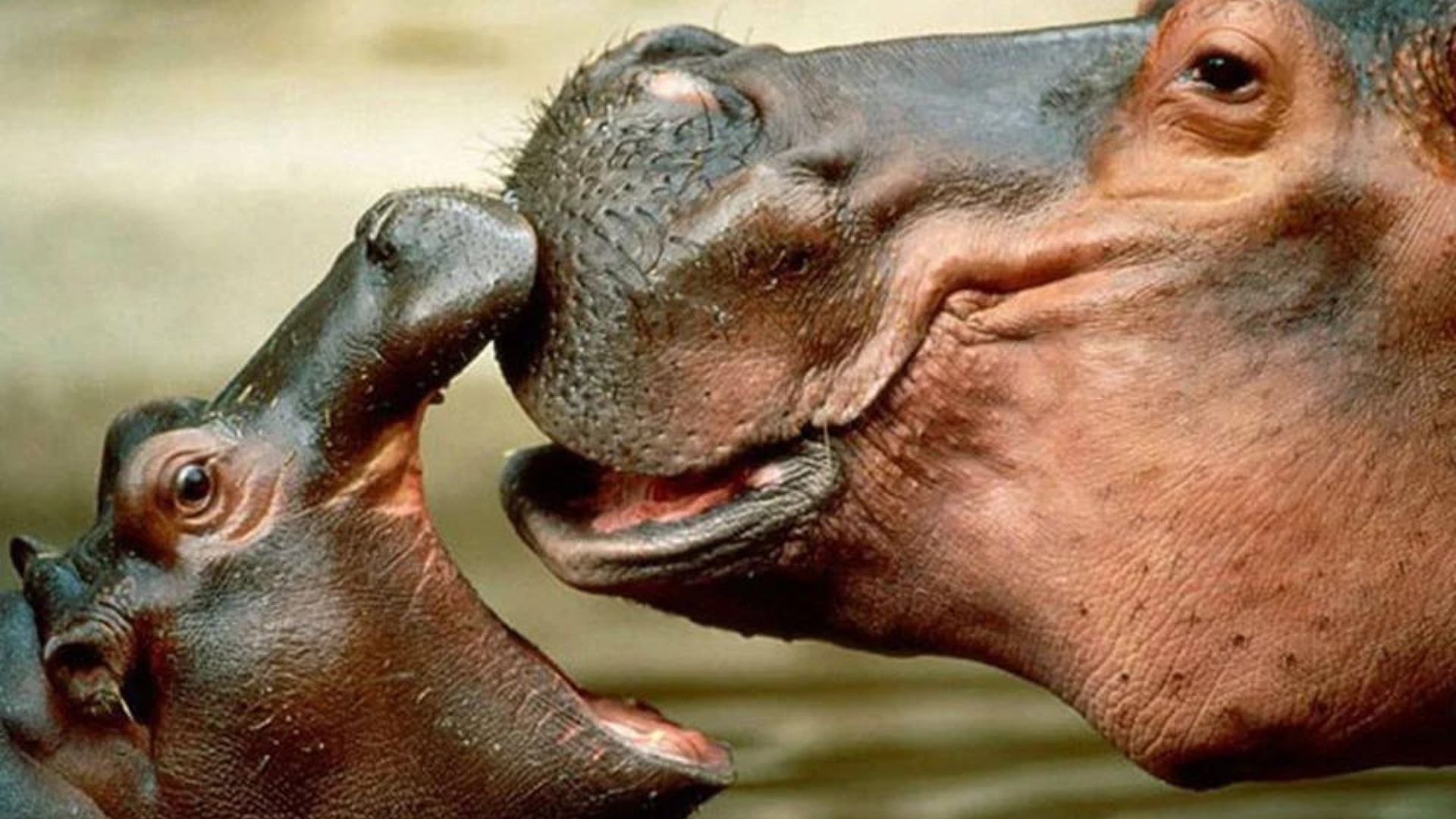 Hippos have been captured leaving rivers during solar eclipses to go to their feeding grounds (Shutterstock)
