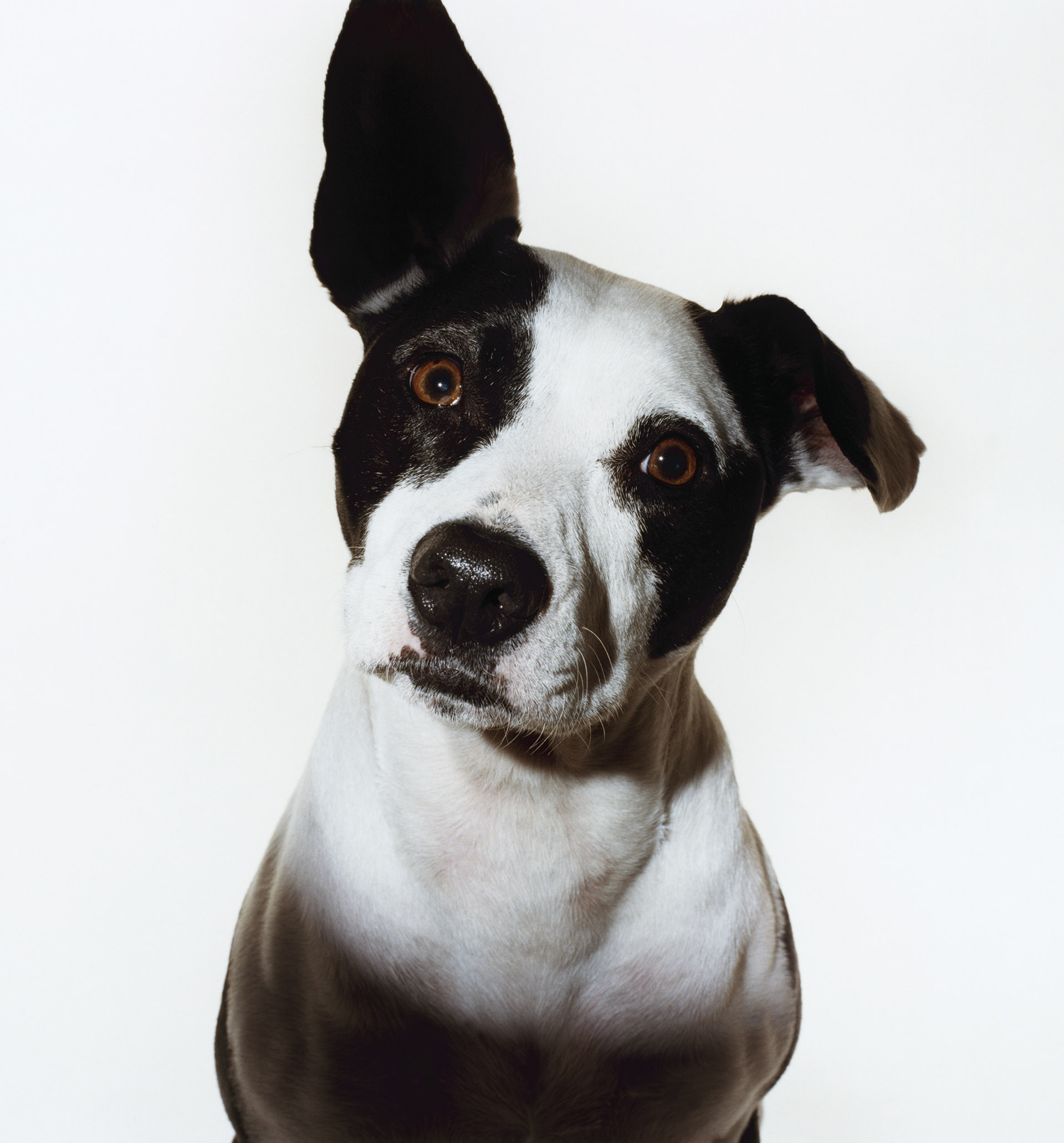 El principal movimiento de las orejas de los perros es, aunque parezca obvio, para escuchar a su dueño (Getty Images)