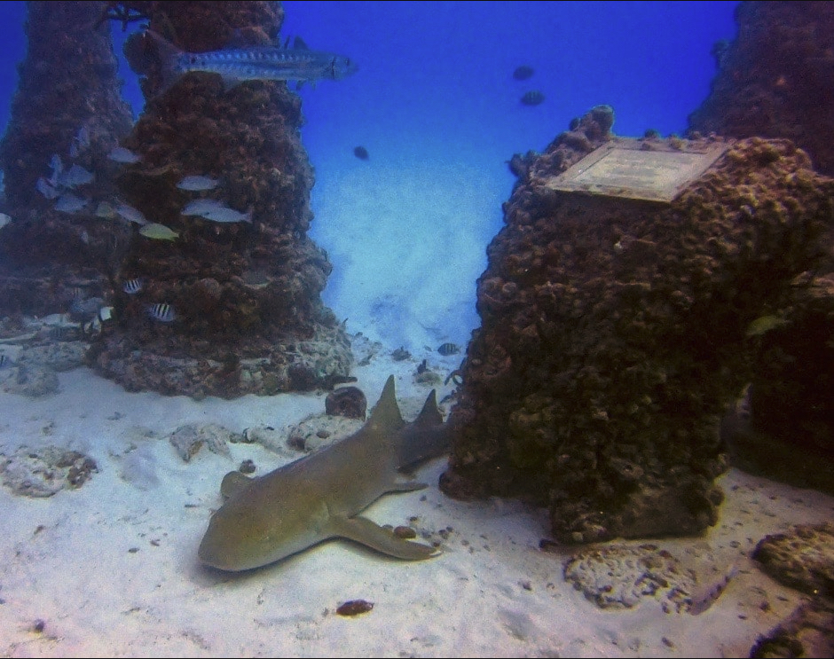 Además de las urnas, las familias pueden fijar una placa conmemorativa en el lugar de descanso de sus seres queridos. (Neptune Memorial Reef)