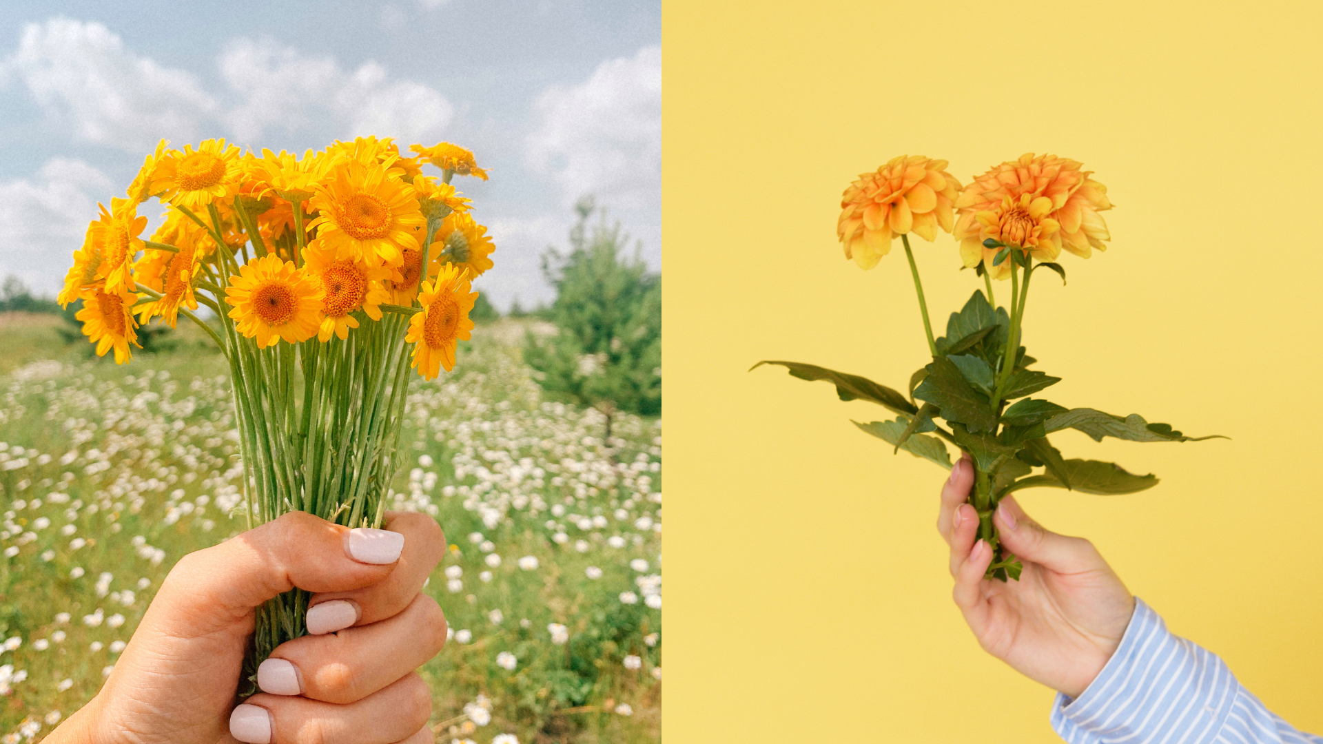 Descubre por qué se regalan flores amarillas en septiembre - Infobae