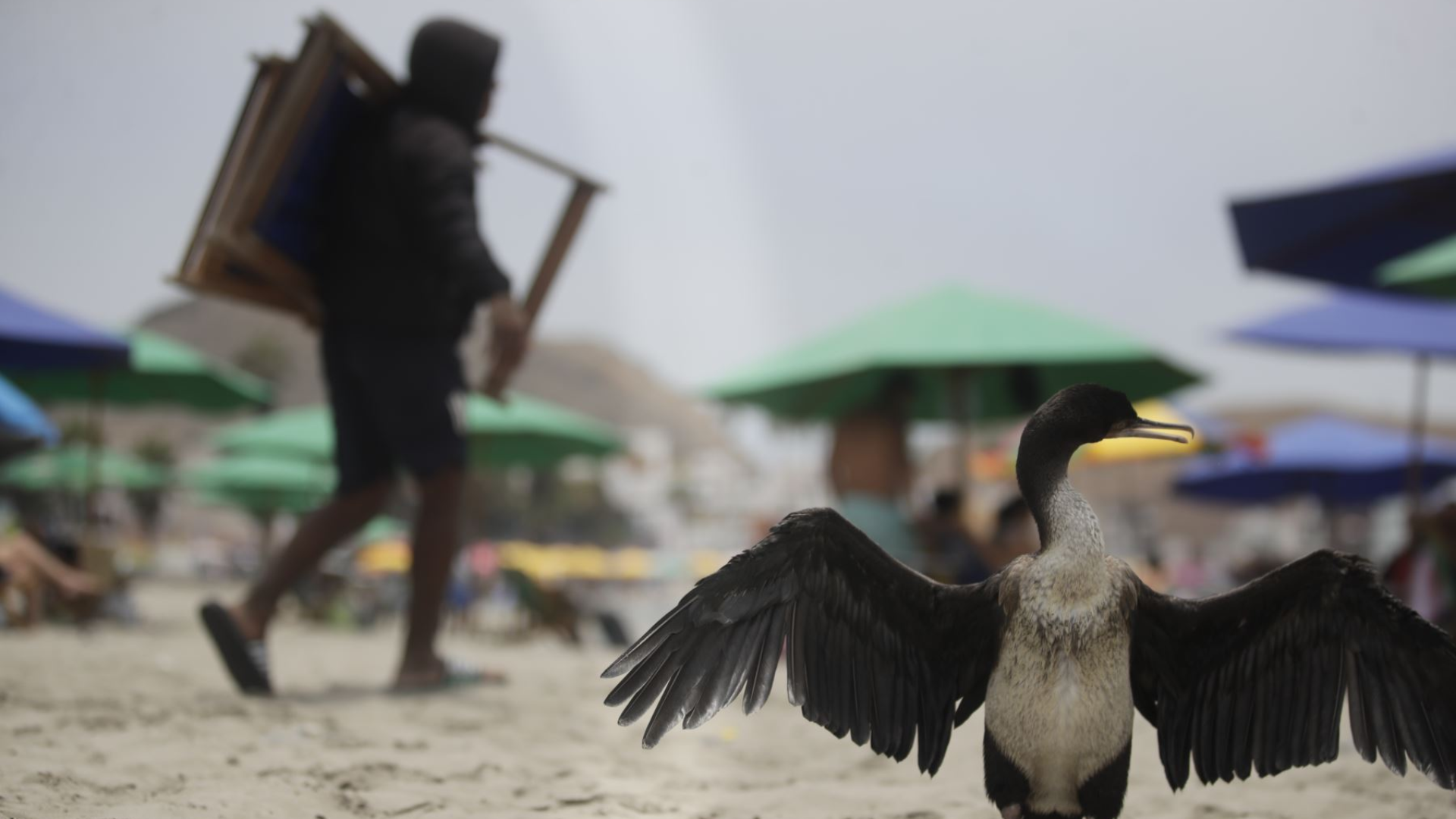 Gripe aviar en humanos debe preocupar, pero no entrar en pánico, asegura epidemiólogo.
Foto: Andina