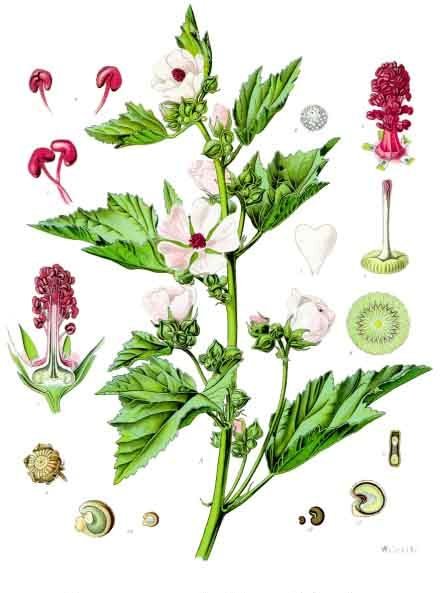 La raíz de malvavisco cuenta con propiedades medicinales (foto:Wikipedia)