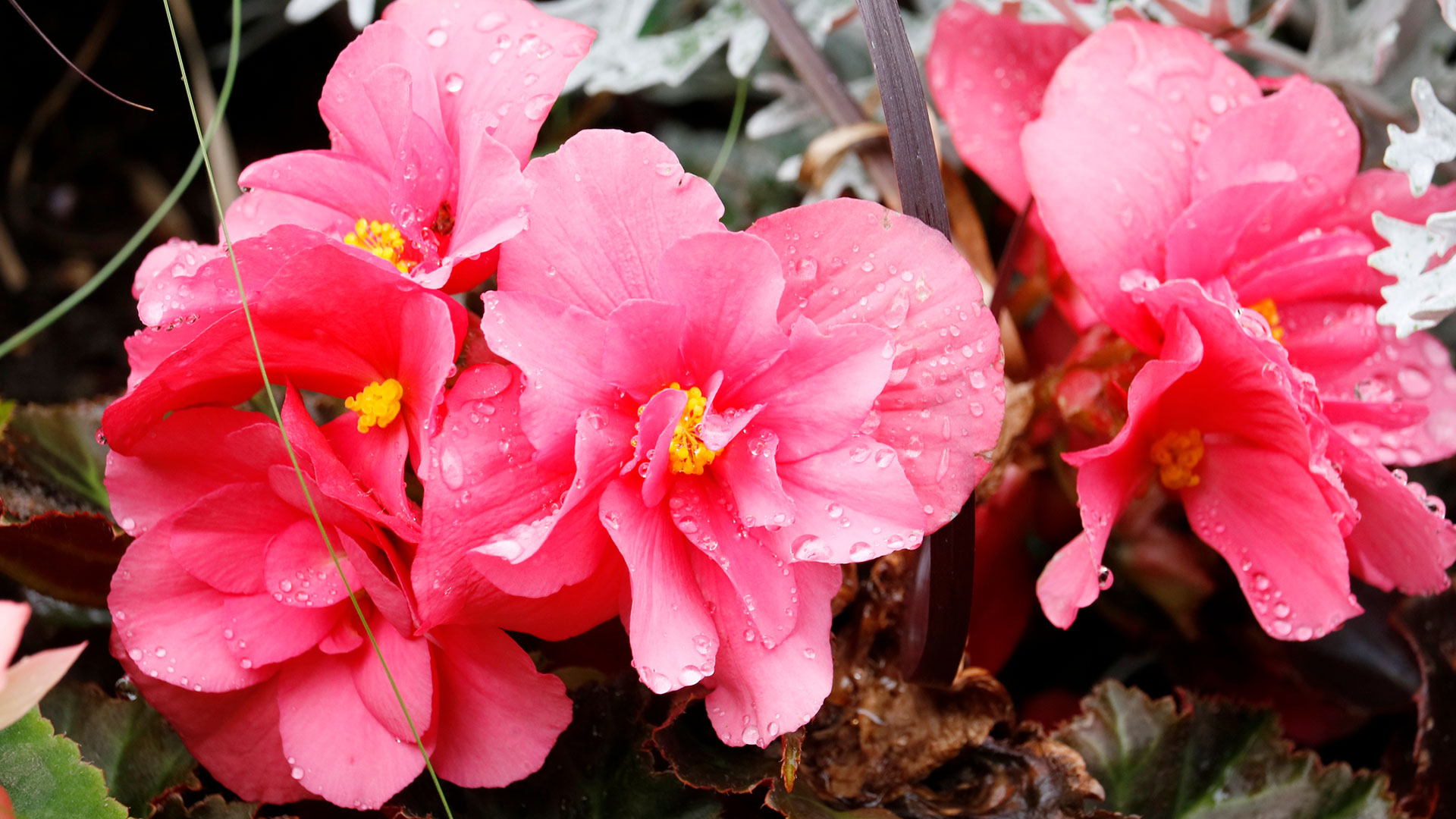 Babilonia urbana: las mejores plantas florales para decorar los balcones de  la ciudad - Infobae