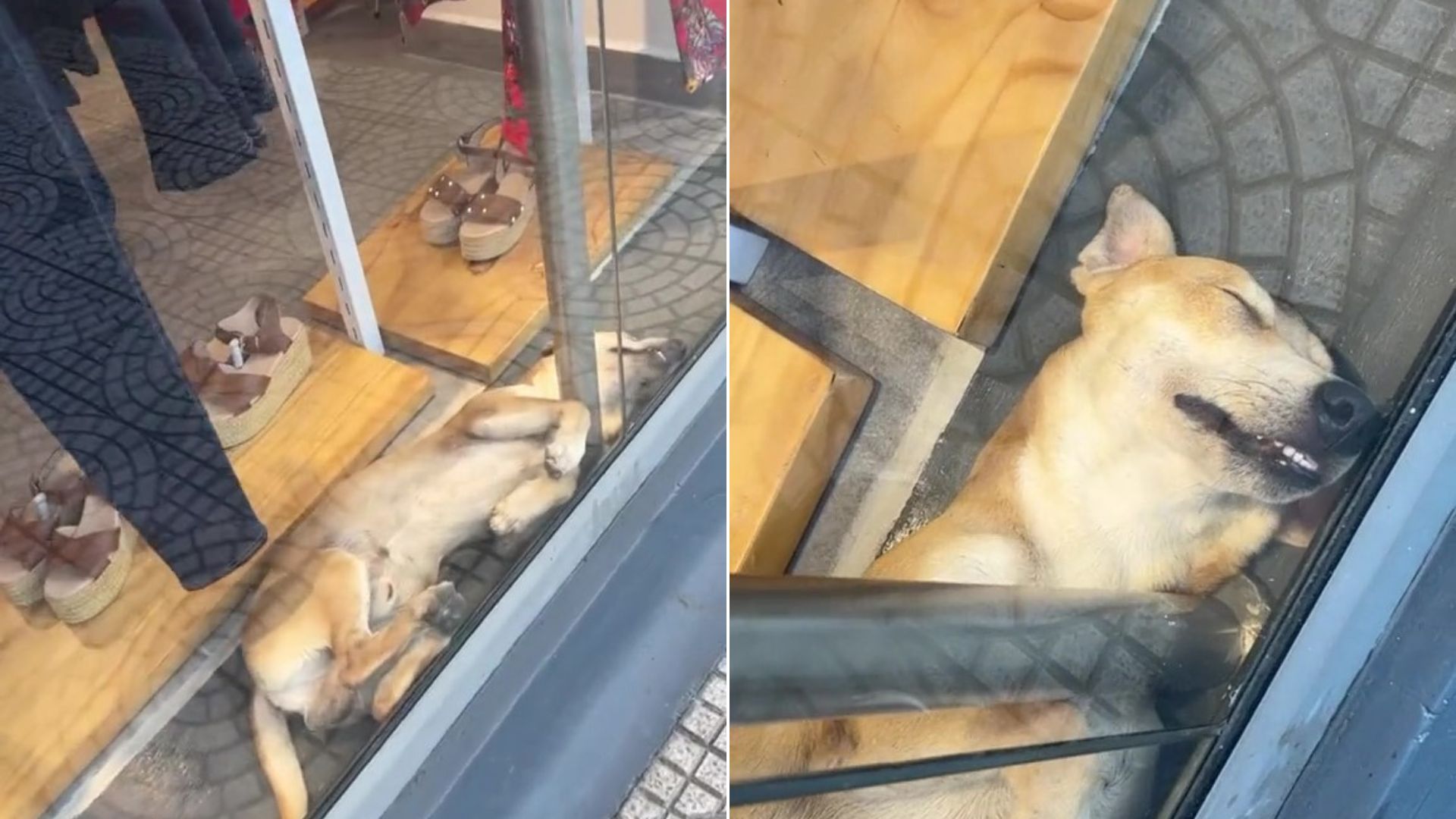 Un perrito se volvió viral al dormirse en la vidriera de un local para no sufrir del calor