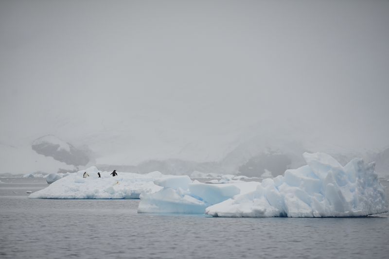 Foto de archivo ilustrativa de un grupo de pingüinos en un iceberg. REUTERS/Alexandre Meneghini