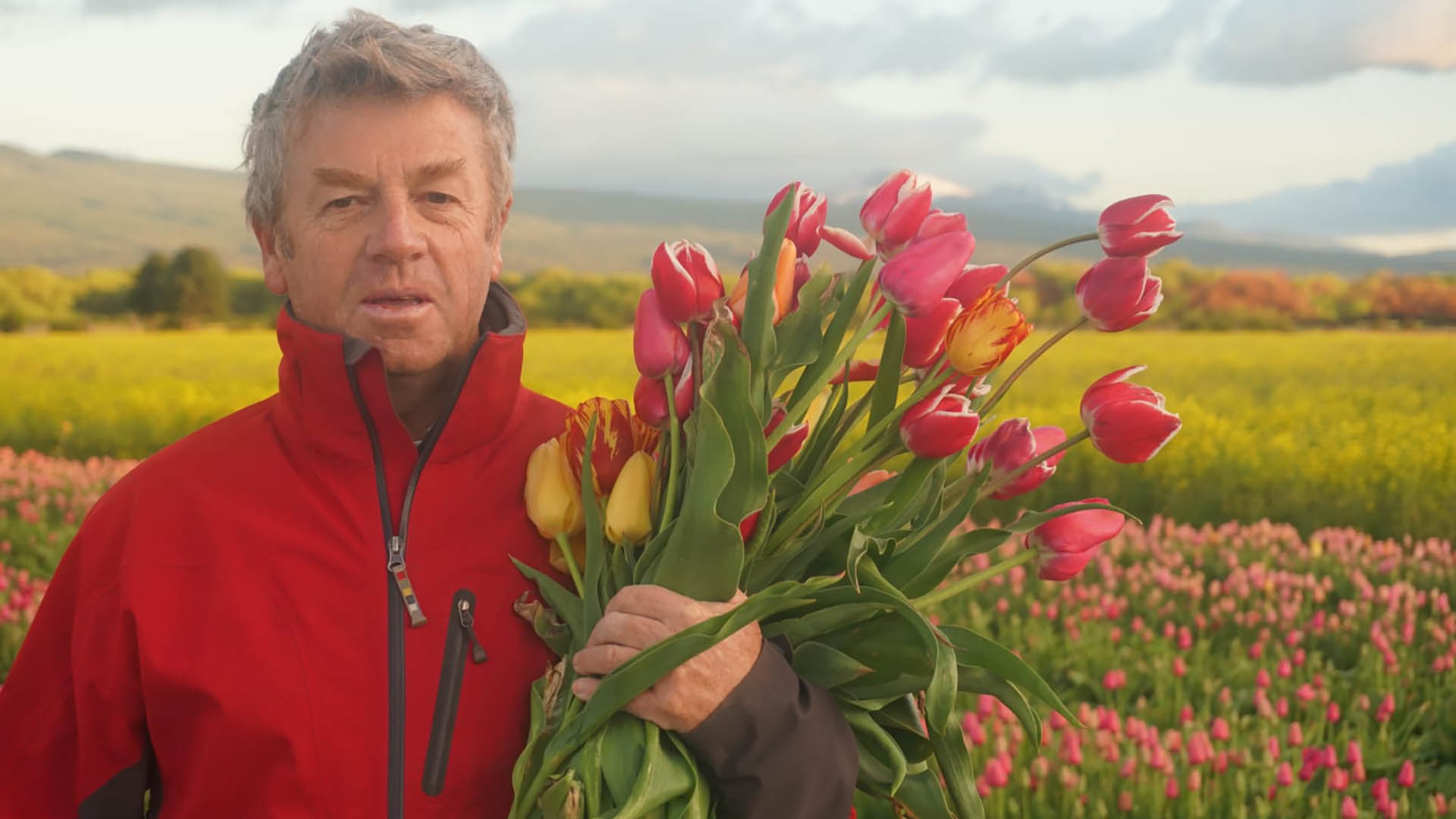 El campo de tulipanes de Trevelin, la increíble explosión de colores que  dura sólo un mes al año - Infobae