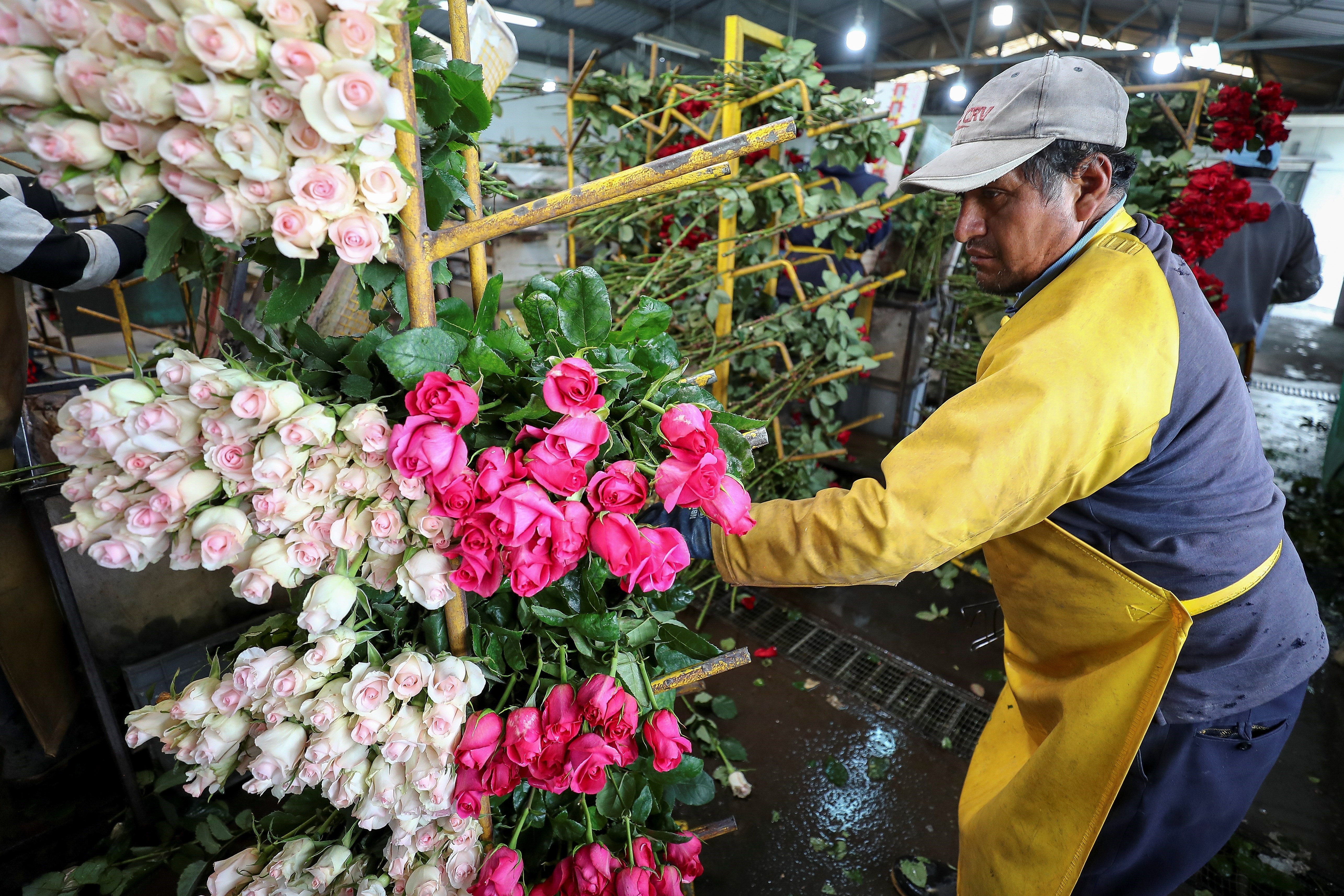 Las rosas y flores ecuatorianas ingresarán a China con un arancel preferencial del 99% (EFE/José Jácome/Archivo)
