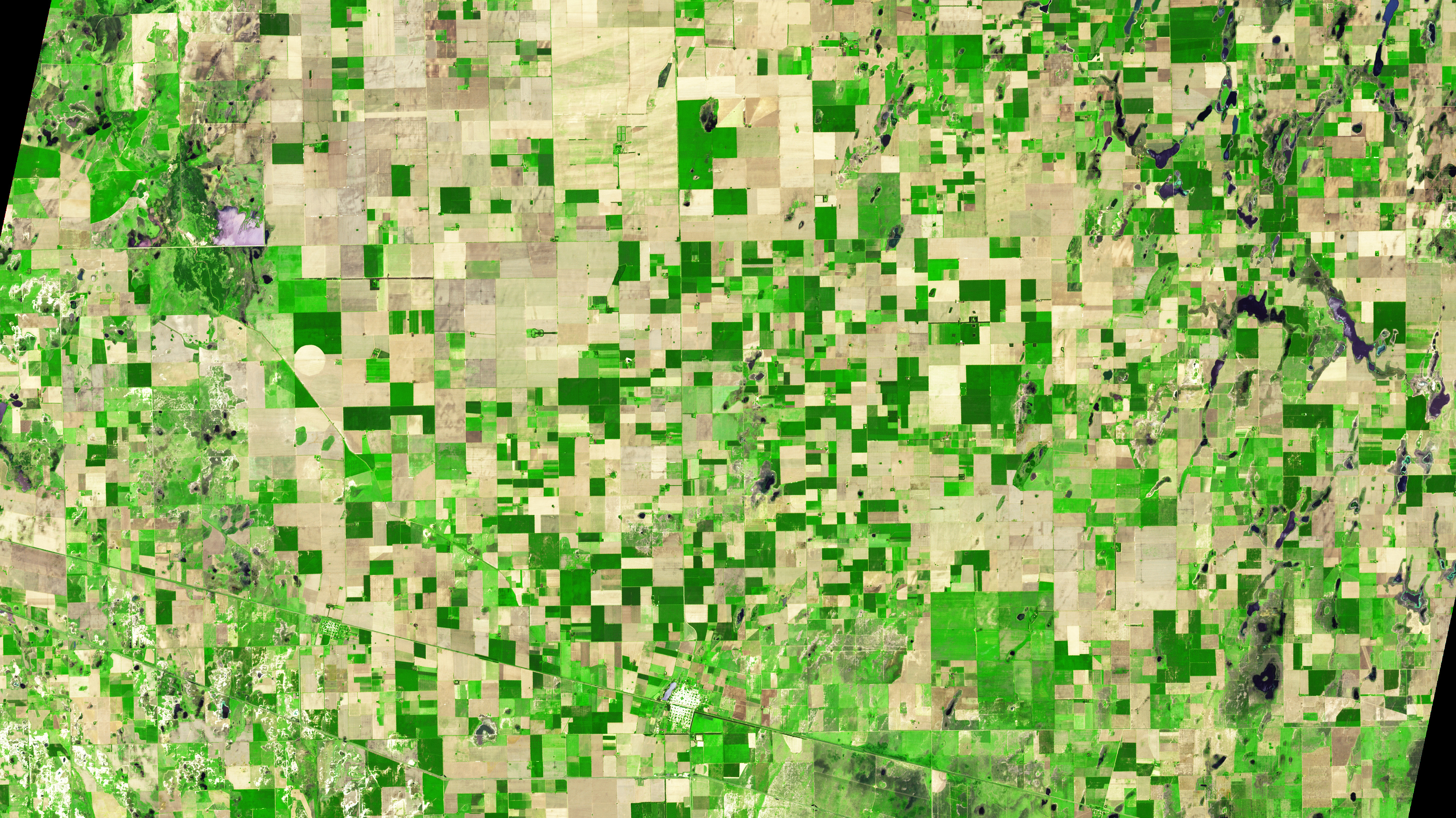 La Pampa: un bosque con forma de guitarra crece en medio de las tierras de cultivo